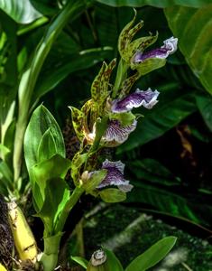 Zygopetalum crinitum