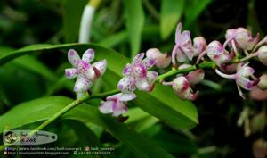 Aerides timorana