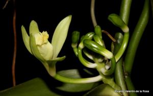 Vanilla planifolia