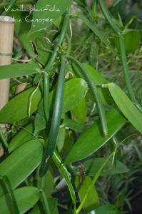 Vanilla planifolia