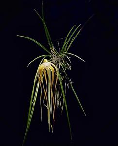 Brassavola appendiculata