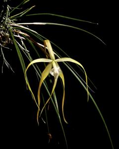 Brassavola appendiculata