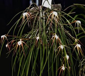 Brassavola appendiculata