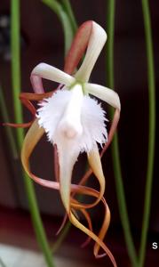 Brassavola cucullata