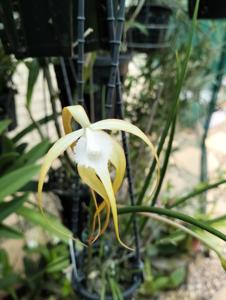 Brassavola cucullata