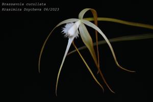 Brassavola cucullata