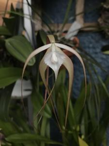 Brassavola cucullata