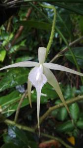 Brassavola cucullata