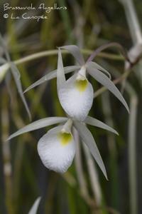 Brassavola flagellaris