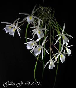 Brassavola flagellaris