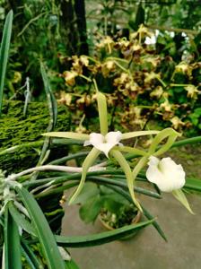 Brassavola nodosa