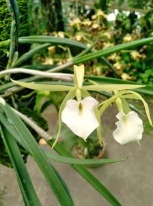 Brassavola nodosa