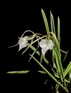 Brassavola nodosa