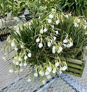 Brassavola nodosa