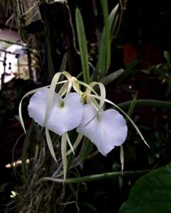 Brassavola nodosa