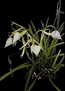 Brassavola nodosa