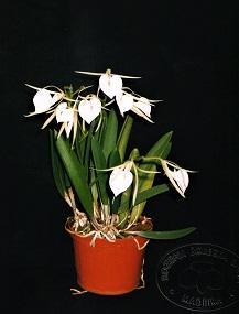 Brassavola nodosa