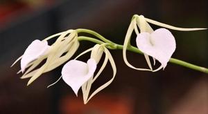 Brassavola nodosa