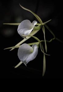 Brassavola nodosa