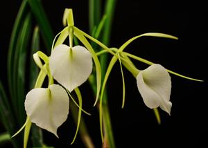 Brassavola nodosa