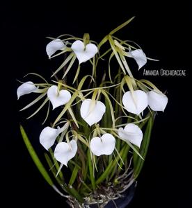 Brassavola nodosa