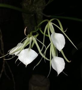 Brassavola nodosa