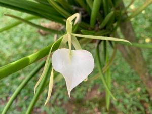 Brassavola nodosa