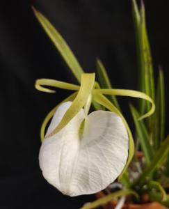 Brassavola nodosa