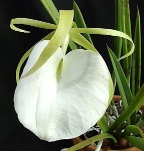 Brassavola nodosa