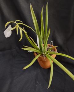 Brassavola nodosa