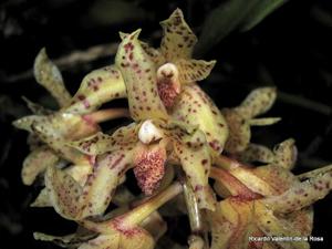 Xylobium leontoglossum