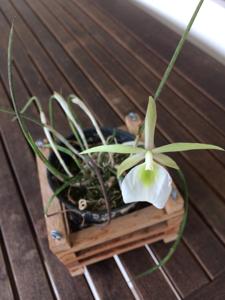 Brassavola tuberculata