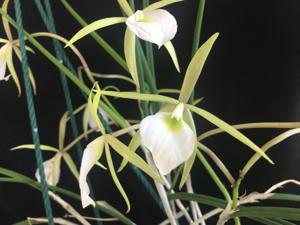 Brassavola tuberculata