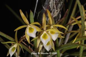 Brassavola reginae