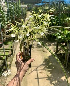 Brassavola subulifolia