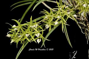 Brassavola subulifolia