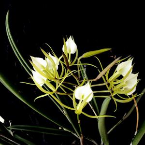 Brassavola subulifolia