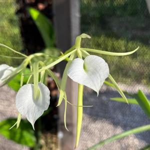 Brassavola subulifolia