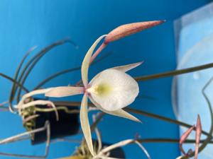 Brassavola tuberculata