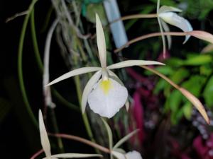 Brassavola tuberculata