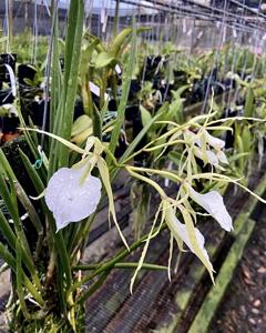 Brassocattleya Crystelle Smith-Little Toshie