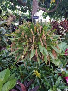 Coelogyne convallariiformis