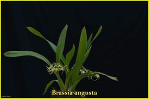 Brassia angusta