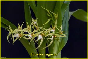 Brassia angusta