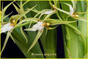 Brassia angusta
