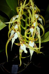 Brassia angusta