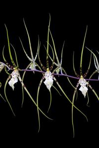 Brassia arcuigera