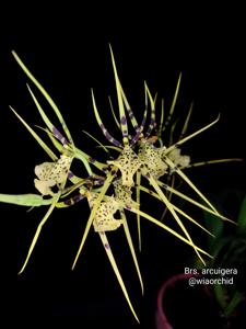 Brassia arcuigera