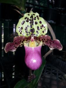 Paphiopedilum henryanum