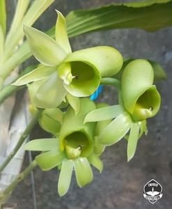 Catasetum pileatum